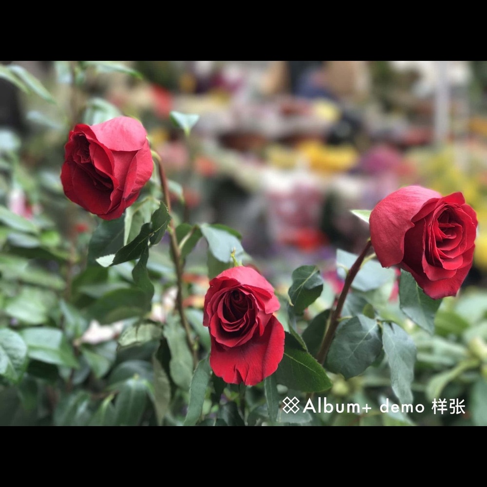 Meet your Posher, Nono